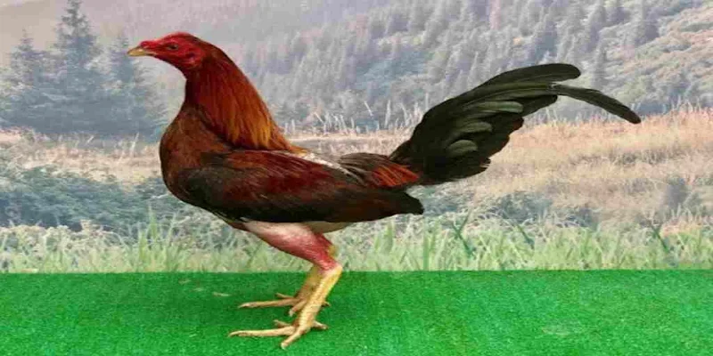 Gà Cuban là một giống chọi nổi tiếng có nguồn gốc từ Philippines